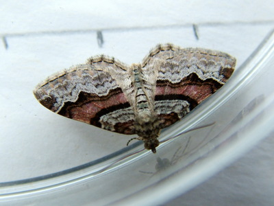 Flame Carpet